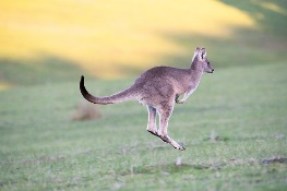 kuh as in Kangaroo kuh kuh Kangaroo
