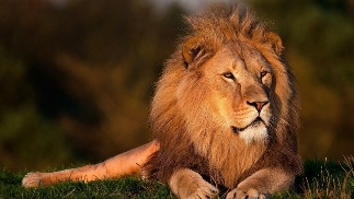 ll as in Lion ll ll Lion