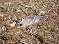 nn as in Numbat nn nn Numbat