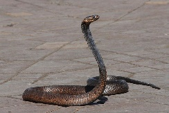 rr as in Snake ss ss Snake