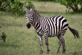 zz as in Zebra zz zz Zebra